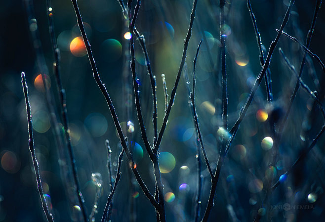 Bokeh : Photo series...