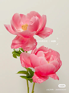 凊无采集到花