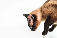 点击来源直接获取大图文件 |The brown Siamese cat standing on a white table smelling