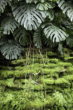 干酪藤,气生根,垂直画幅,枝繁叶茂,易接近性,苔藓,半空中,户外,雨林,地衣