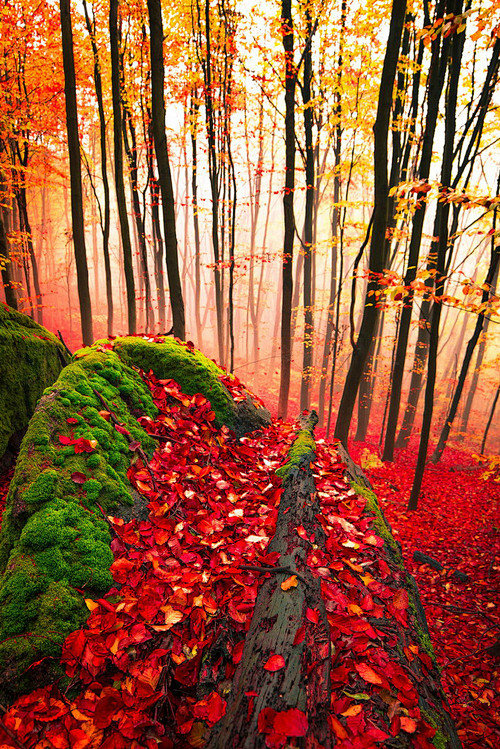  红树林，德国 
