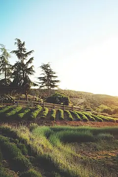 背景