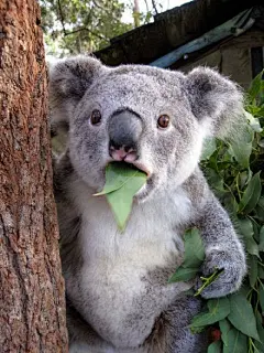 人生中总有一些突如其来让你措手不及的事情，于是……拿走做表情包吧，不谢L(搞笑)动物们的震惊表情大汇总你看过后也会震惊滴-[0]