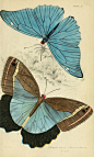 Foreign butterflies / - Biodiversity Heritage Library: 