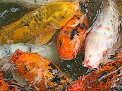 可爱的鲤鱼高清壁纸桌面壁纸4