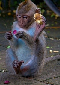 Sacred Monkey Forest...