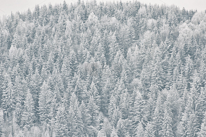 白雪覆盖的冷杉。厚的针叶林。冬天的风景
