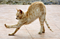 死记硬背Katze
