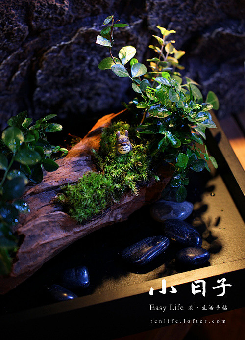 【Totoro的奇幻山谷-05】

20...