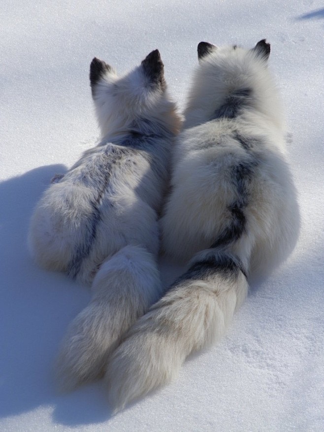 Resting foxes | W I ...