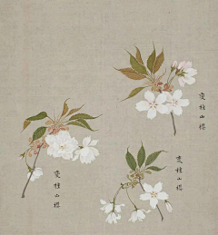 曾竹君采集到水彩