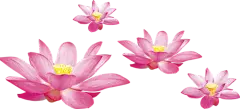 莲花 古风