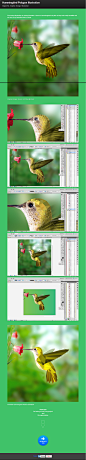 Hummingbird Polygon Illustration on Behance