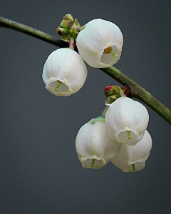 缘夜采集到花