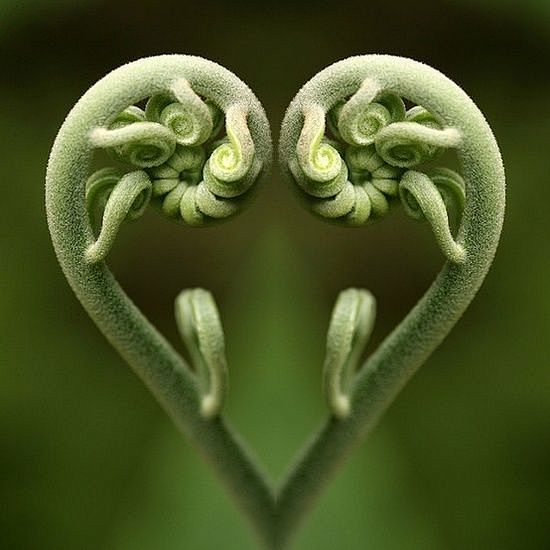 蕨类之心（看起来像镜像，但弧度是完美的…...