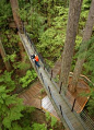 Treetops Adventures (Capilano Suspension Bridge Park) - Vancouver, BC. This would be so cool.