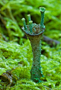 green mushroom: 