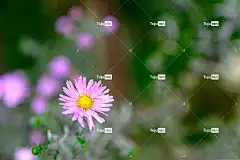 花的力量 花 4K壁纸1920X1080 母亲节快乐 花园 自然