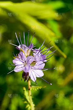 微紫色或蓝色紫罗兰花的万花筒