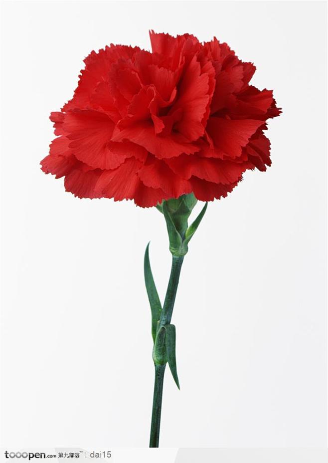 花卉造型-一支红色的康乃馨