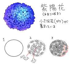 冰岛白茶采集到绘画/教程