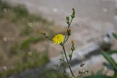 可爱的跳蚤!可爱的艾菊!