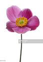 Pink Japanese anemone flower, Anemone hupehensis, on white. : 圖庫照片