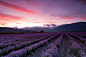 Lavender at Sunset by Evgeni Dinev on 500px