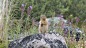 An American gopher surveys its territory.