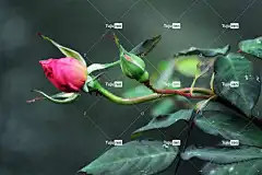 玫瑰 桌面背景 笔记本电脑壁纸 荆棘 植物 花