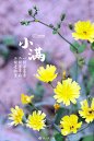 2019年小满品牌借势海报，满屏的夏日气息_像素君_文章/经验图片-致设计