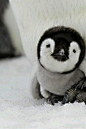 too-cute-superette