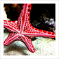 Star Fish