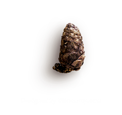 Super灬_Hero采集到PNG-特效-秋天植物