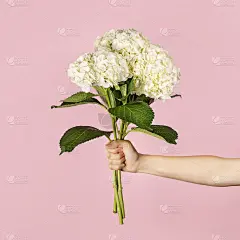 手捧着一束美丽温柔的白色绣球花，背景是浅粉色。教师节、母亲节、国际妇女节或情人节送鲜花