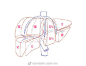 近日医学插画项目繁多，有肝脏分区的插图要画哦参加过我的 独家课程 [SCI生物医学科学插画培训-矢量图高能绘图技法]  戳这里 ⏩⏩ O【12月课程报名要结束了】独家课程 [SCI生物... 的同学已经有能力画出漂亮的专业性很强的矢量图线条图了，看下。不过客户又提出画成立体彩图，如果想学习Photoshop 和 SAI2 里使用各种技 ​​​​...展开全文c