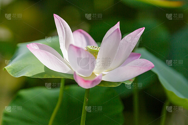 娇嫩的粉红荷花靠近