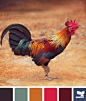 rooster color