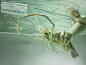tescolobster