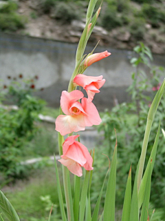 三日月杞清采集到Flowers