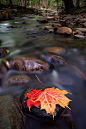 autumn prelude (by Nate Parker Maine Photography)