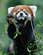 Many people admire the red panda for its charming, kitten-like face, cinnamon red fur, fluffy ringed tail, and astonishing agility. The Chinese name for the red panda is “hun-ho,” meaning “fire fox.”