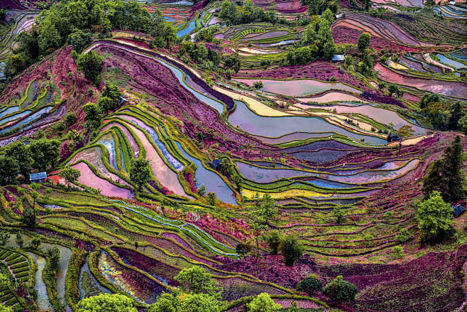 yuangyang rice terra...