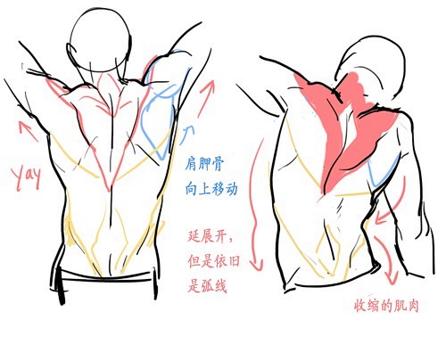 #绘画学习# 男性背部绘制要点，get!...