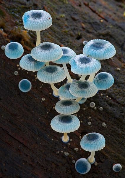 blue 'shrooms