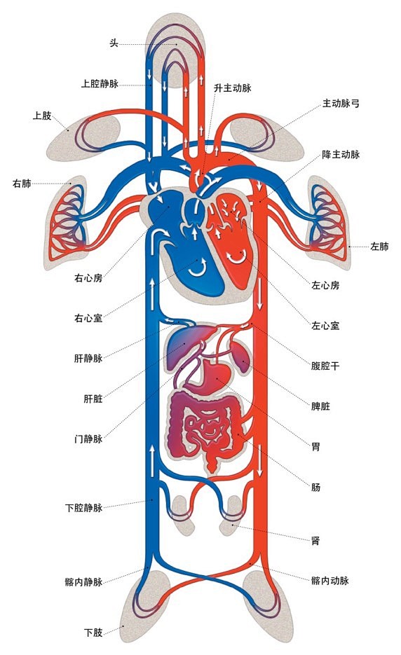 体循环动脉分布简图图片