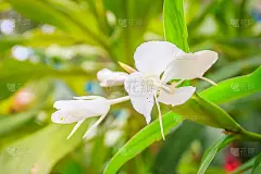 白色姜花(姜花)，绿叶。姜花是姜科(姜)科多年生开花植物，又称白花环百合或白姜百合。