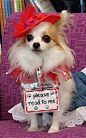 Summer_July4_Tina.Long-Haired Chihuahua Therapy dog.