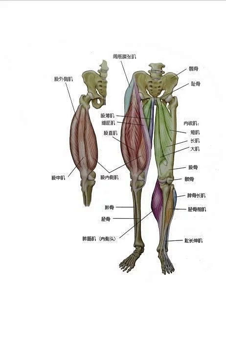 运动解剖:腿部肌肉分析