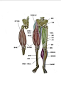 运动解剖:腿部肌肉分析